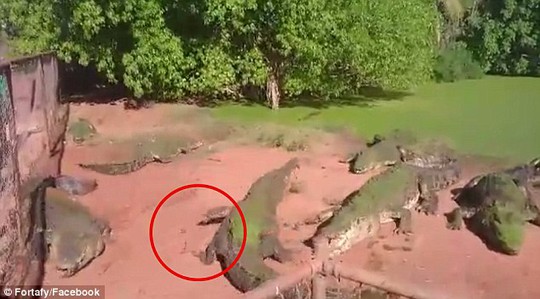 In this still image, the injured crocodile can be seen moving away with half of his leg missing