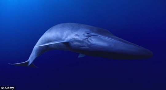 A team of scientists and documentary makers will attempt to find the loneliest whale in the world in autumn. The creature has been calling out at a frequency not used by any other whales in the North Pacific Ocean for the last 20 years. A stock image of a fin whale is shown