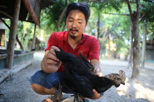 Hành trình đưa giống gà đắt nhất thế giới về Việt Nam 