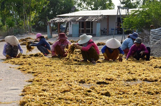 Phụ nữ thôn Mỹ Giang phơi mơ. Ảnh: L.P