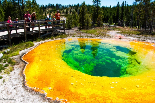 Morning Glory - bông hoa bằng nước ở Công viên quốc gia Yellowstone.