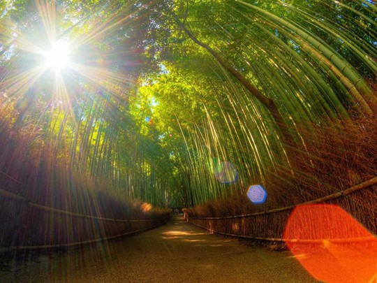 Kyoto có nhiều thắng cảnh tuyệt diệu, như rừng tre Arashiyama, với hàng ngàn cây tre mọc dày đặc và cao vút, cùng với tiếng xào xạc rất êm tai