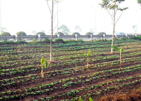 trồng-rau, đại-lộ-Thăng-Long, nông-dân, đền-bù, tận-dụng, khai-hoang