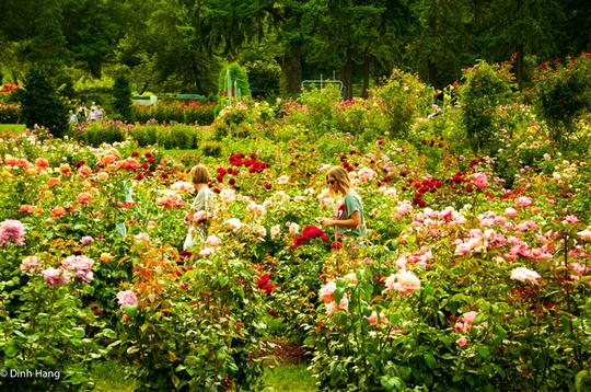 Các du khách đi giữa vườn hồng ở Portland, Oregon.