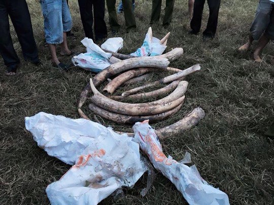 Số hiện vật nghi ngà voi được phát hiện sau vụ tai nạn