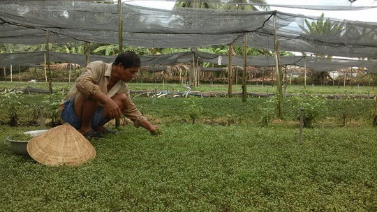 Một nông dân đang chăm lo ruộng rau xà lách xoong