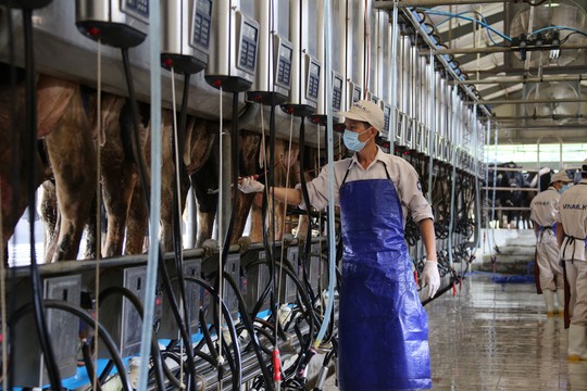 Hệ thống vắt sữa tự động hiện đại tại trang trại bò sữa Vinamilk ở tỉnh Nghệ An Ảnh: THANH NHÂN