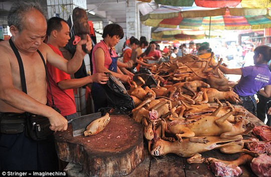 Lễ hội thịt chó (Dog meat festival): Một trong những lễ hội truyền thống đặc sắc của người Việt với những món ăn đầy hương vị. Hãy cùng đăng ký xem những hình ảnh lễ hội thịt chó đầy màu sắc, sôi động và ấn tượng này.