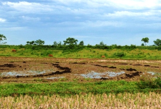 Khu vực ruộng lúa, nơi 1 số nông dân làm đất trồng lúa phát hiện nhiều cổ vật