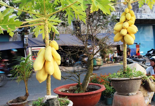 Cặp đu đủ bonsai được nhà vườn Bến Tre rao bán giá 6 triệu đồng.