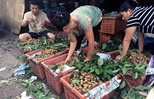 Nhãn lồng Hưng Yên, nhãn Trung Quốc, nhãn Sơn La, nhãn Thái, quảng cáo, gán mác, hàng rong, đặc sản, nhãn-lồng-Hưng-Yên, nhãn-Trung-Quốc, nhãn-Sơn-La, nhãn-Thái, quảng-cáo, gán-mác, hàng-rong, đặc-sản