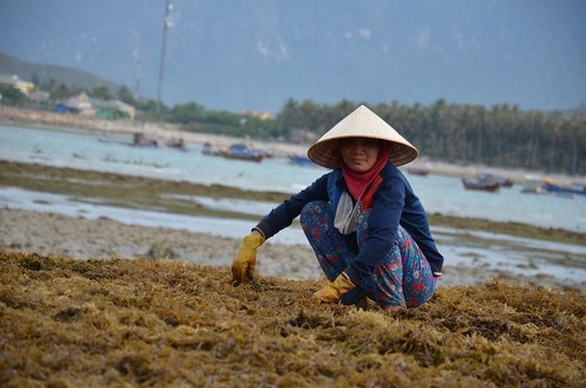  Thu nhập cho mỗi giờ phơi rong mơ là 15 nghìn đồng. Ảnh: L.P