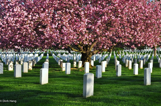 Những ngôi mộ trong nghĩa trang quốc gia Arlington, Virginia, mang dáng vẻ bình yên dưới những tán anh đào.