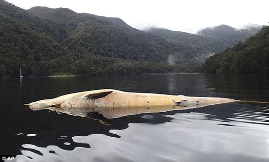 20 con cá voi sắp tuyệt chủng chết bí ẩn trên bờ biển Chile