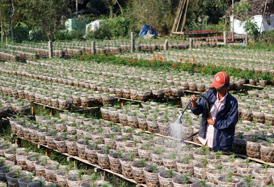 Chú Năm ở xã Tân Qui Đông đang cho những bầu cúc vào chậu lớn, năm nay gia đình trồng trên 4.000m2 đất nông nghiệp với gần 12.000 giỏ hoa.