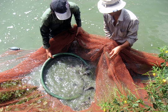 Những con cá to như thế này...