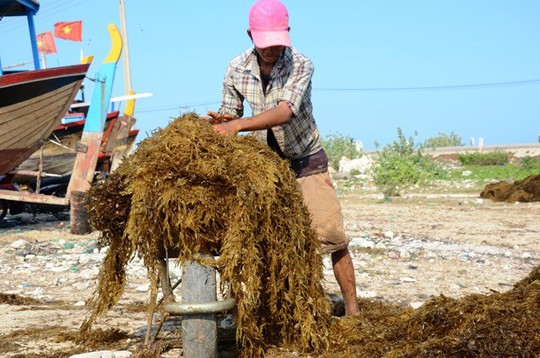  Chàng trai 21 tuổi này đẩy rong mơ kiếm 300 nghìn đồng mỗi ngày. Ảnh: L.P