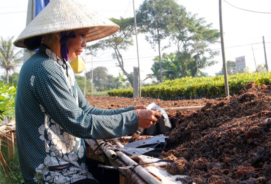 Công đoạn cho bón phân rơm vào các bầu hoa trước khi mang ra chậu lớn.