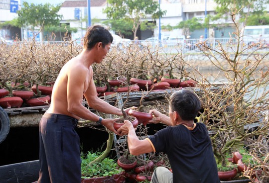 Mai để bàn được bán với giá khoảng 150.000 đồng/chậu