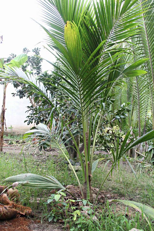 Giống dừa sáp phát triển rất tốt. Theo người dân tính toán, chỉ cần bán từ 1 - 2 buồng (từ 3 đến 10 trái) dừa là có thể lấy lại vốn của một cây dừa sáp giống được ươm mầm từ phôi.