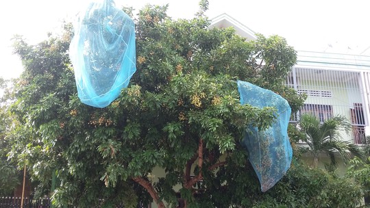 Do màn có lỗ quá to không cản được muỗi, nhiều gia đình dùng làm lưới bọc trái cây