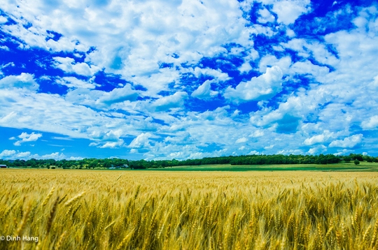 Những cánh đồng lúa mì trải dài đến tận chân trời ở Kansas trong ống kính của Hằng. Chuyến đi được cô thực hiện từ tháng 4 đến 10-2013.