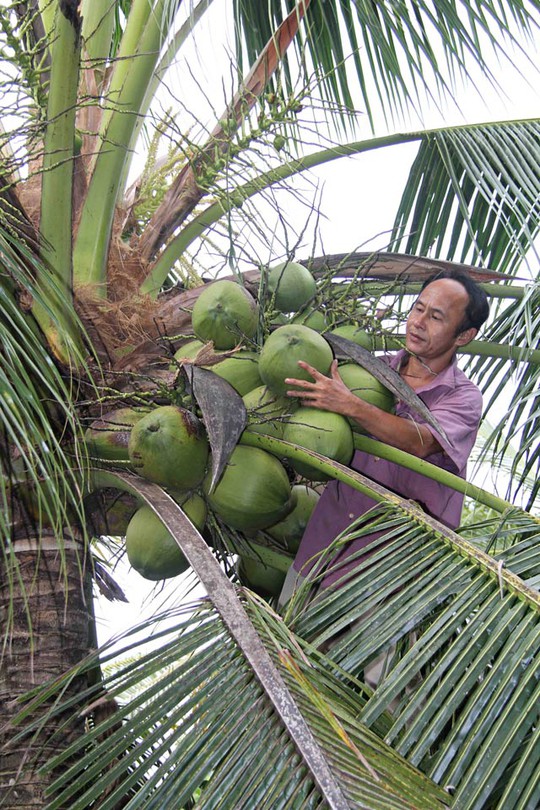 Mỗi cây dừa sáp được ươm mầm từ phôi của trái dừa sáp cho tỷ lệ trái sáp trên 95% (trong khi loại cây dừa sáp được ươm mầm từ trái dừa không sáp cho tỷ lệ trái sáp từ 30-40%).