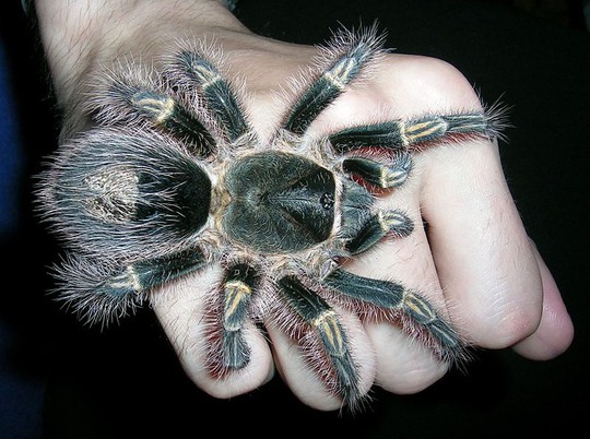 Những loài nhện khổng lồ nhất hành tinh - 6