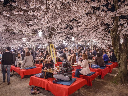 Lễ hội ngắm hoa ở công viên Maruyama là dịp để du khách trải nghiệm văn hóa của người Nhật.