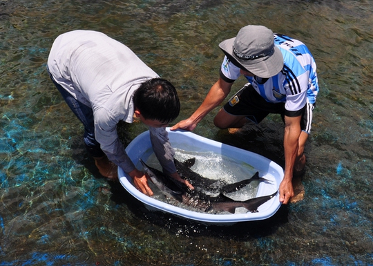 Sau 8 tháng nuôi, cá tầm nuôi trong môi trường nước suối Mang He đạt đến 3 kg. Ông Lê Văn Tùng, Chủ tịch UBND huyện Sơn Tây chia sẻ: Sau nhiều tháng nuôi thử nghiệm, chúng tôi nhận thấy loài cá tầm đã phát triển tốt, thích nghi với điều kiện khí hậu ở địa phương. Huyện đang kêu gọi doanh nghiệp hỗ trợ người dân đầu tư nuôi loài cá này nhằm xóa đói giảm nghèo, phát triển kinh tế gia đình.