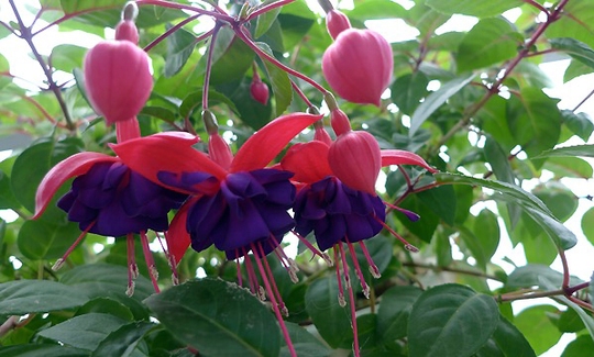 Lồng đèn hợp với khí trời lạnh, là loài hoa được nhiều người yêu thích trồng vào dịp Tết vì màu sắc và dáng hoa vui mắt.