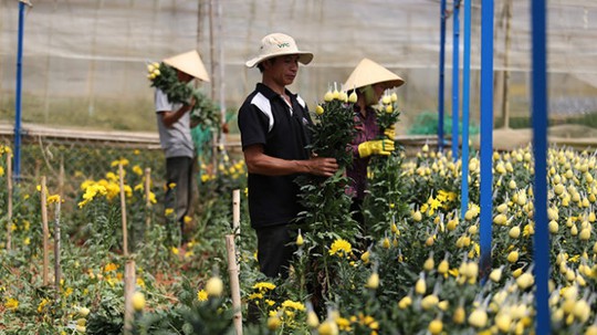 Sức mua hoa cúc đang giảm dần, các chủ vườn phải cắt nhanh toàn bộ vườn để kịp ký gửi bán khắp nơi. Ảnh: MAI VINH