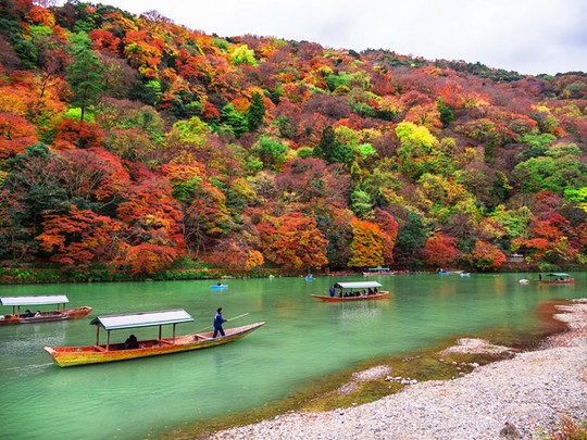 Du khách có thể đi thuyền dọc sông Oi tới vùng Arashiyama để ngắm nhìn cây cối chuyển màu.