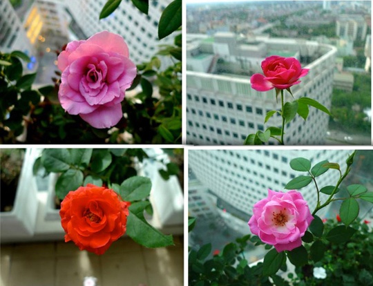 Trước đây, chị Hương trồng nhiều hồng nhưng do ban công nhỏ hẹp chị chỉ còn trồng một vài chậu hồng ta như hồng Sadec, tỉ muội hoặc hồng phai thơm.