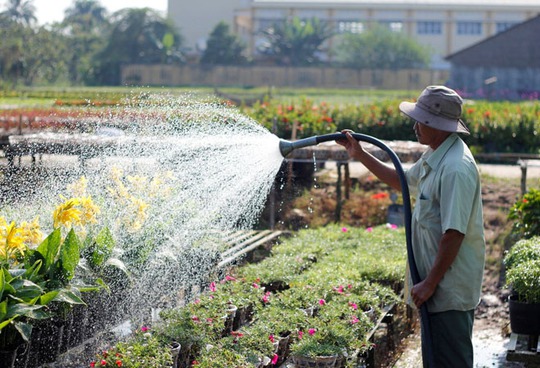 Thời tiết khô, nắng nên các chủ vườn phải tưới hoa đều đặn