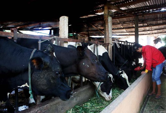 Người chăn nuôi bò sữa tại Lâm Đồng đang rất lo lắng cho đầu ra.