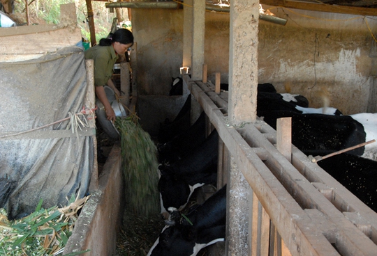 Nhiều người chăn nuôi bò ở huyện Đơn Dương, Lâm Đồng không bán được sữa