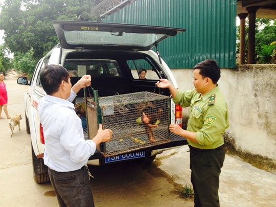 Bàn giao cá thể Khỉ mặt đỏ cho các cơ quan chức năng để kịp thời bảo tồn - ảnh do VQG Phong Nha – Kẻ Bàng cung cấp