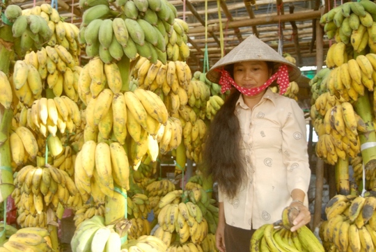 Chuối thường đến ngày là phải thu hoạch, nếu để chuối chín trên cây sẽ mất giá hoặc thương lái thông thu mua. Vì thông thường thương lái mua chuối còn sống để vận chuyển đi xa.