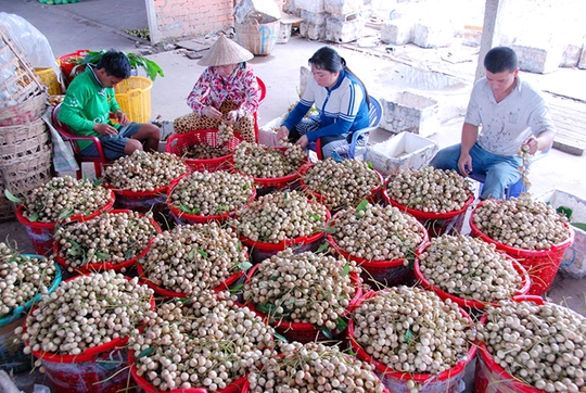 Riêng dâu Hạ Châu là đặc sản của Phong Điền, thường thu hoạch từ tháng 6 đến tháng 9 âm lịch.