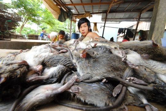 Anh Lê Văn Thiên, chủ cơ sở thu mua chuột đồng ở xã Bình Long, huyện Châu Phú (An Giang), cho biết mùa này, thương lái thu gom mua chuột đồng ở khắp nơi đều chở về đây bán, bình quân mỗi ngày anh mua gần 1 tấn chuột đồng. Sau khi chặt đầu, đuôi và lột da còn khoảng 750-800 kg để xuất bán.