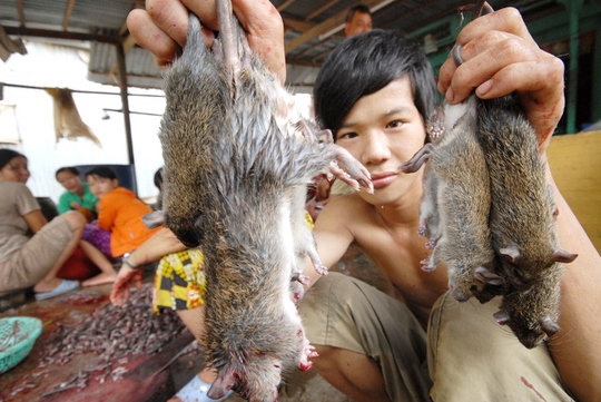 Chuột đồng có hai loại ăn được là chuột cơm và chuột cống nhum. Thức ăn chủ yếu của chuột là các loại nông sản và cỏ non, sống ở xa khu dân cư nên ít mầm bệnh. Đa phần chuột ở chợ Phù Dật thu mua bao nhiêu cũng không đủ đáp ứng theo các đơn đặc hàng, nhất là nhà hàng và quán nhậu.