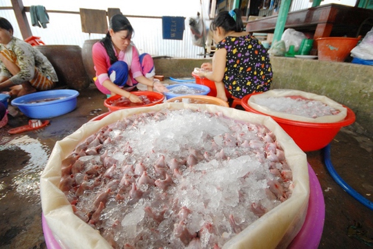 Chuột được làm sạch đưa vào thùng ướp nước đá, có thể “uất xưởng” đi khắp các tỉnh miền Tây và cả TP HCM.