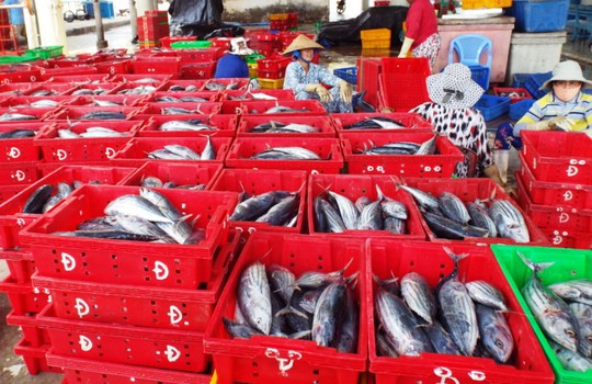Các tàu cá đầy ắp cá ngừ sọc dưa ở cảng Hòn Rớ, Nha Trang