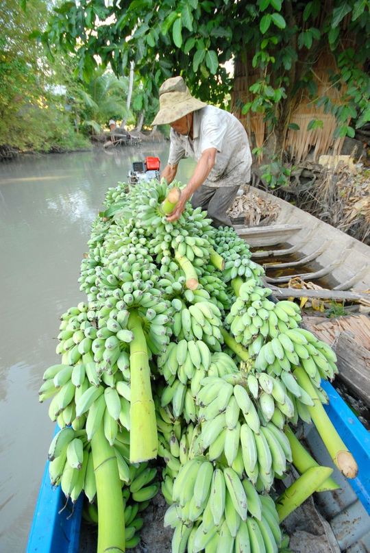 Lão nông Trần Văn Thông, ở xã An Khánh, huyện Châu Thành (Đồng Tháp) trồng 1ha chuối với 3 loại giống như chuối xiêm, cao và già cuôi cho biết: trồng chuối khỏe hơn các cây khác, cây ít bệnh nhưng cho trái quanh năm. Bình quân mỗi năm vườn của ông thu nhập 250 triệu đồng.