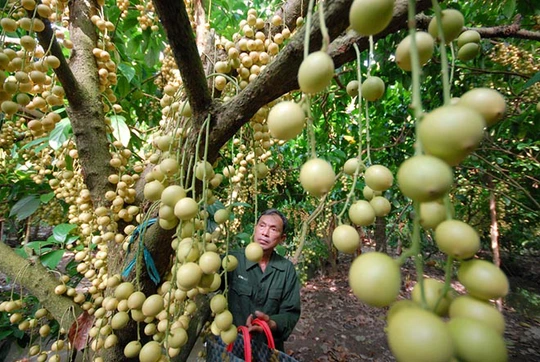 Bình quân mỗi cây dâu cho trái từ 200-300kg, cá biệt có cây lên 500 kg.