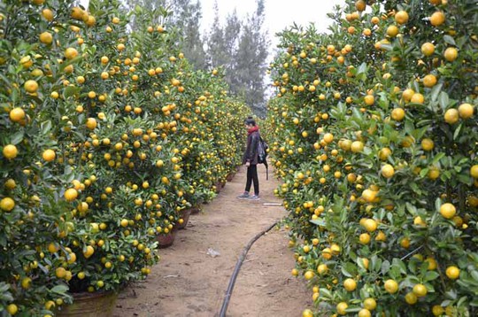 Những vườn quất ở làng Cẩm Hà đã cho trái vàng rực
