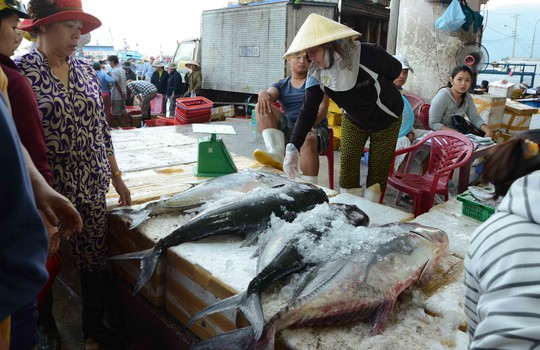 Những loại cá lớn thường được các tàu đánh bắt xa bờ đưa về cảng