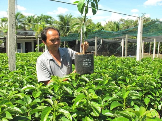 Bơ giống được rất nhiều nông dân chọn mua - Ảnh: Thanh Tú Bơ giống được rất nhiều nông dân chọn mua - Ảnh: Thanh Tú