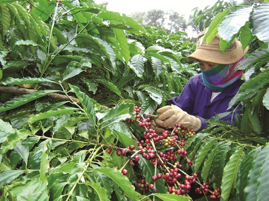 Ai đang lãnh đạo ngành cà phê Việt?